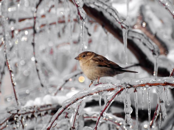 A chilled sparrow on an icy branch