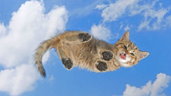 Little kitten in flight