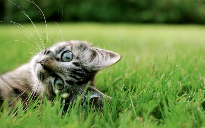 A mustachioed kitten on the lawn