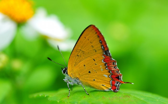 Pretty butterfly on a green background