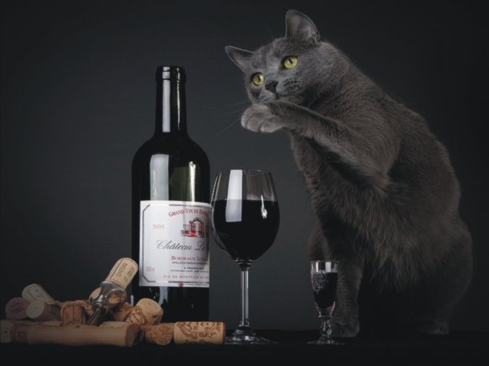 The cat is suggesting to join him and drink a wine