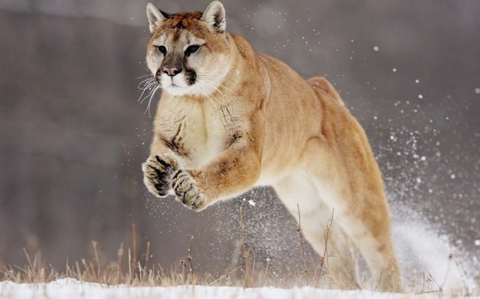 Puma in an attacking jump