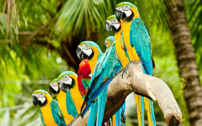 Eight parrots are sitting on one branch