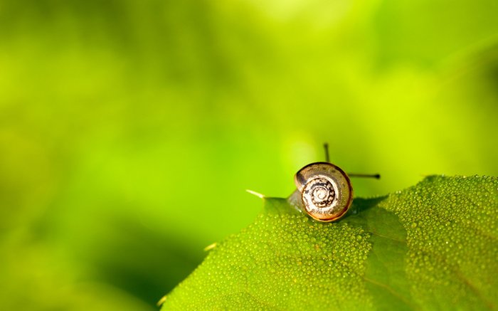 The snail has traveled a difficult way to the edge of the leaf
