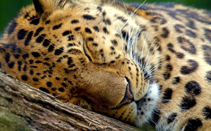 Leopard has fallen asleep