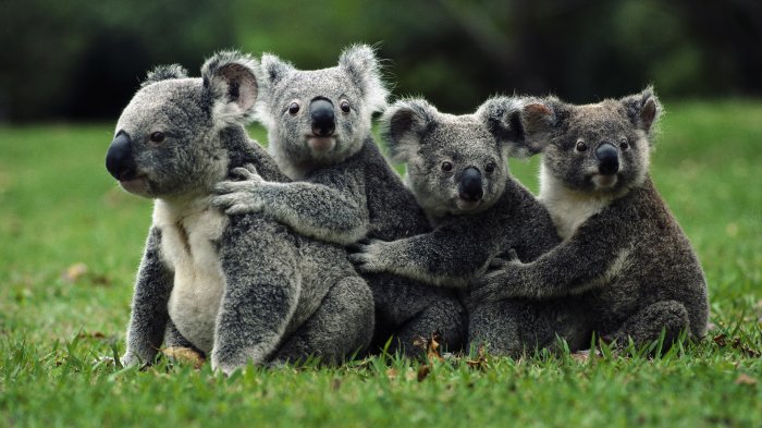 The aligned row of cute koala