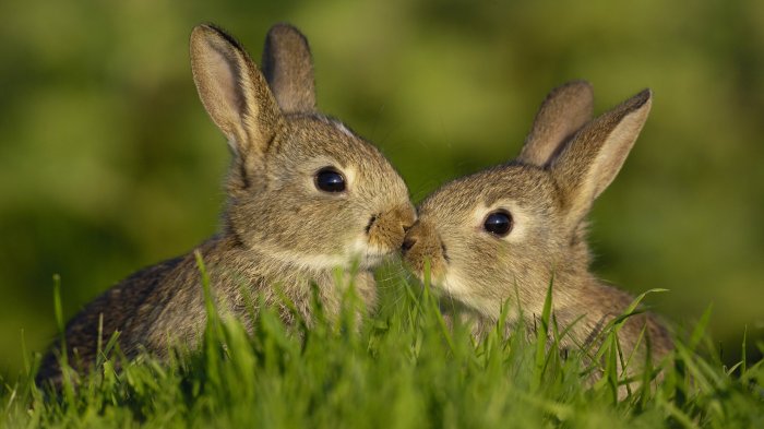Two little rabbits