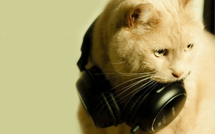 The kitten as a music lover