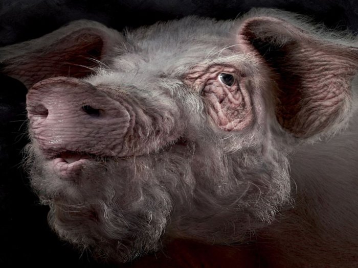Scary pig
