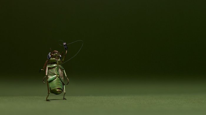 Beetle is listening to music in headphones