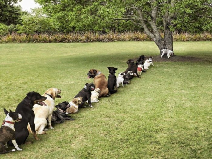 The queue for dogs descend to a tree