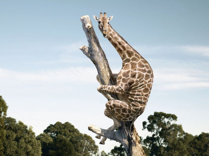 The giraffe climbed high
