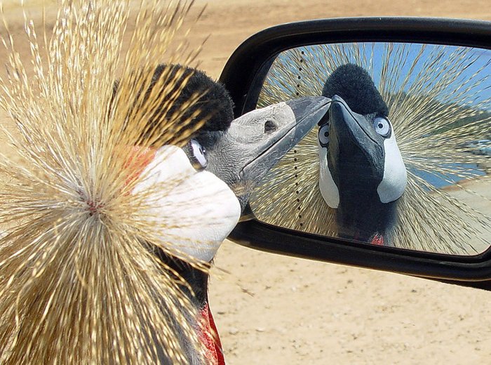 Peacock looks at the mirror