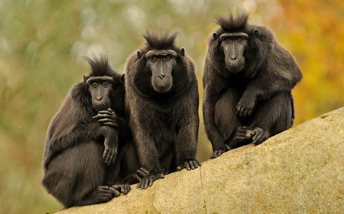 Trinity of inquisitive monkeys
