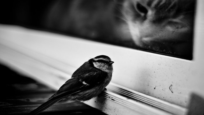 Sparrow under the gaze