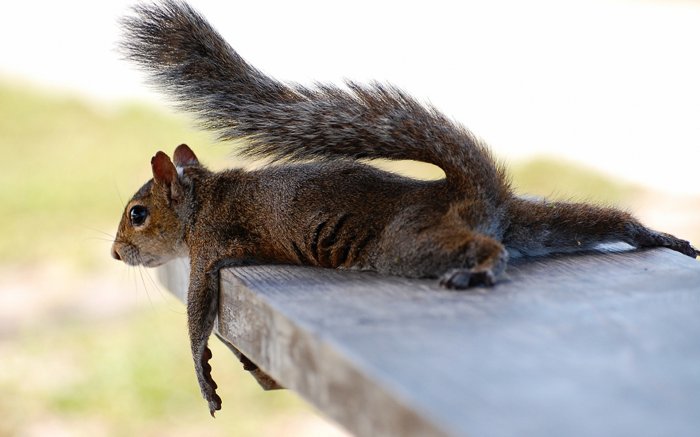 Squirrel tired long jump