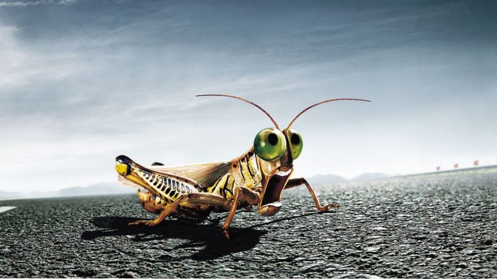 Very scared grasshopper