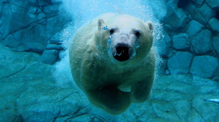 Белый медведь ныряет в глубину