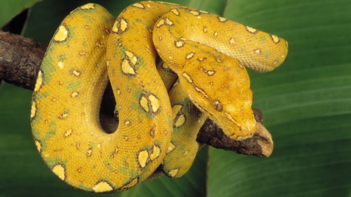 Beautiful yellow snake