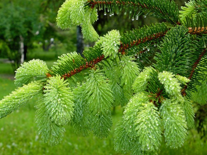 Beautiful branches of a coniferous tree after a rain