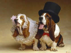 Dog's wedding