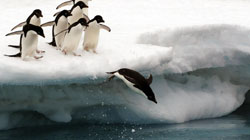 Contrasting penguins