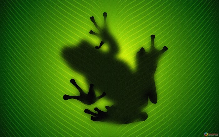 Frog on the green leaf