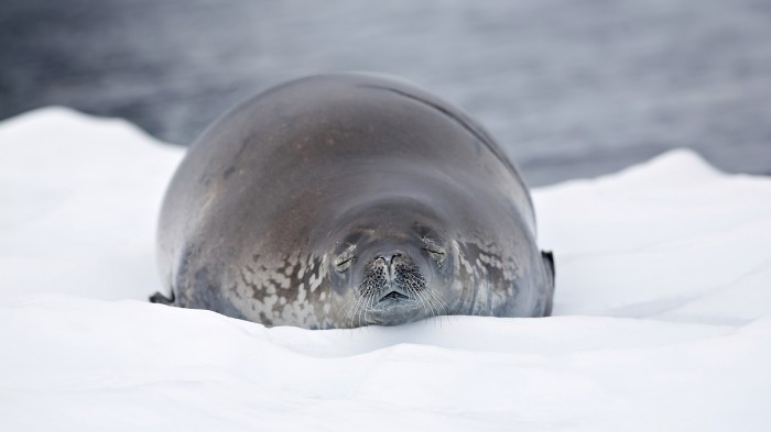Сладкий сон тюленя на снегу