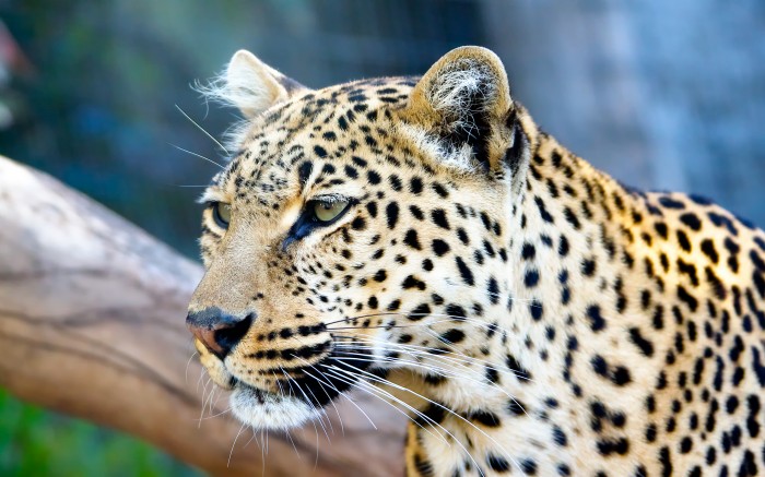 The mustachioed leopard looks carefully to the left