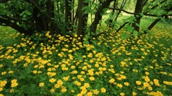 Желтая поляна