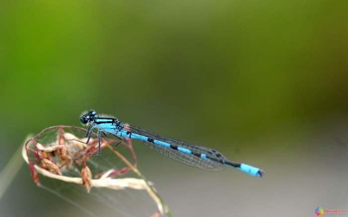 Blue dragonfly before the flight
