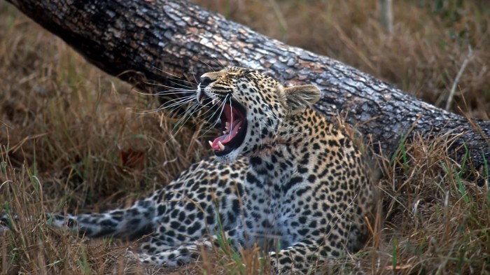 Леопард под наклонившимся деревом