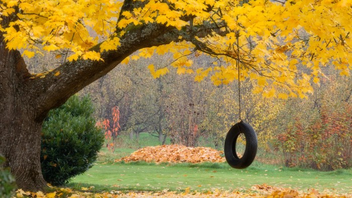 Yellow maple with car tire
