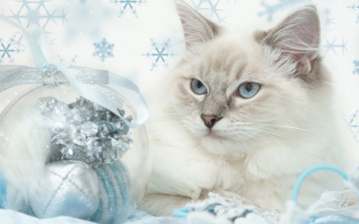 White cat and blue decorations