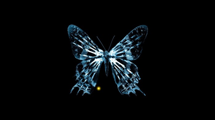 The butterfly on the black background