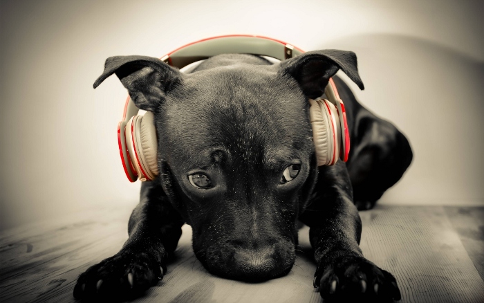 Black puppy in headphones