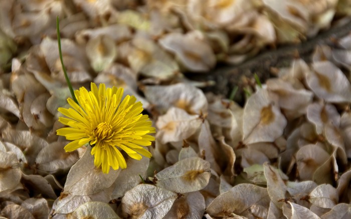 Цветок на опавшей желтой листве