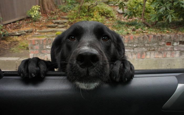 The black dog wants to get into the car