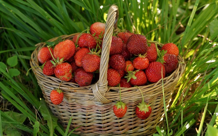 Bast basket with delicious strawberries