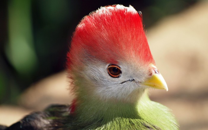 The unusual bird with a red tuft