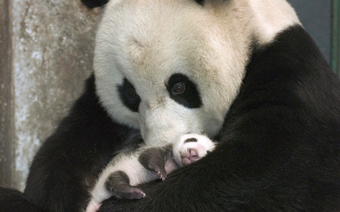 A caring panda lulls the cub