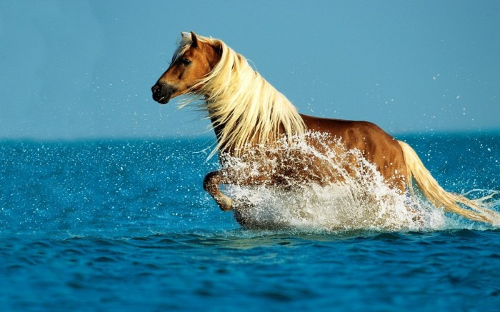The pedigree horse is sporting on the shore