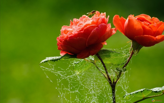 Web on a beautiful red flower
