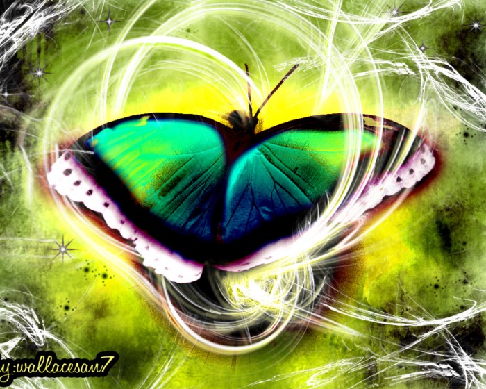 Beautiful green moth