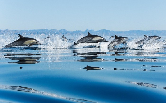 The group of dolphins are jumping