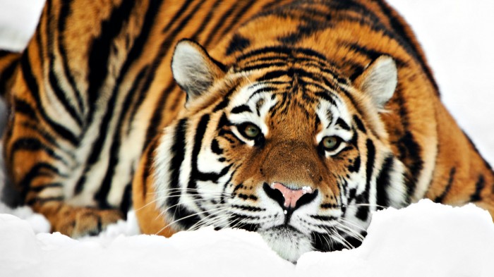 Tiger in thick snow