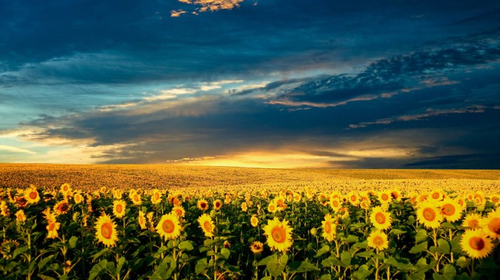 The sea of sunflowers