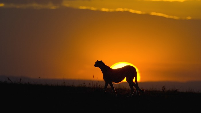 Cheetah on the sunset