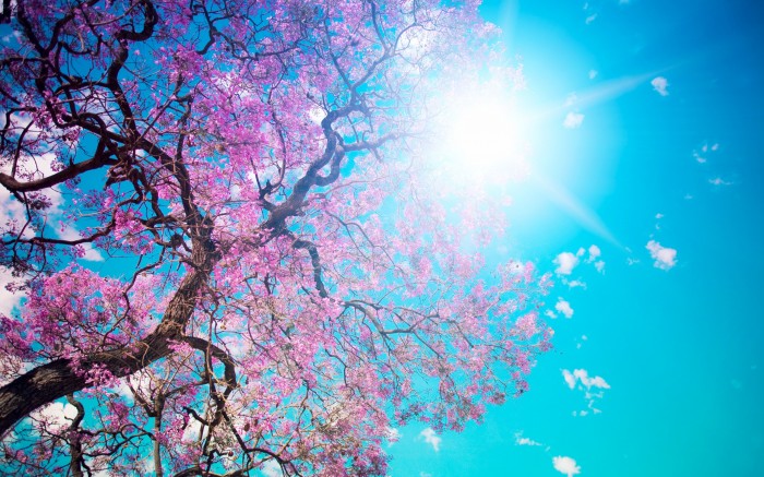 Цветущее дерево на фоне неба голубого