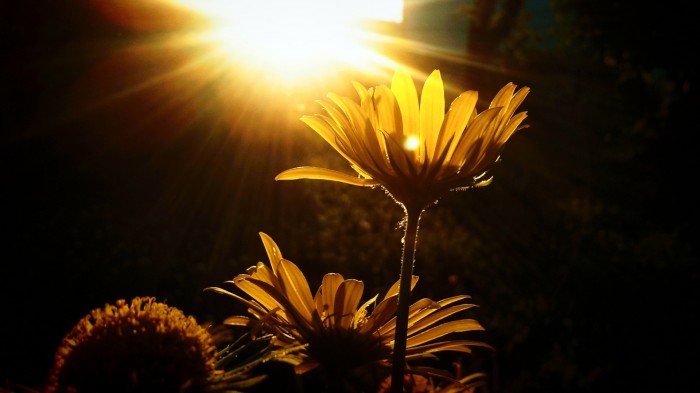 Big sunflower under the sunlight